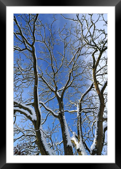 Snow Covered Branches Framed Mounted Print by Arterra 