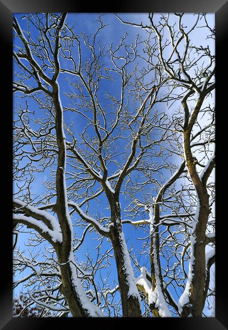 Snow Covered Branches Framed Print by Arterra 
