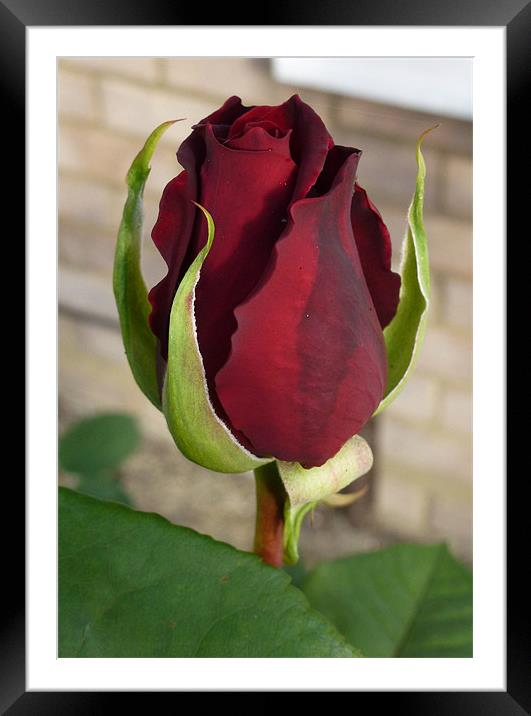 Rose Bud Framed Mounted Print by Lizzie Thomas