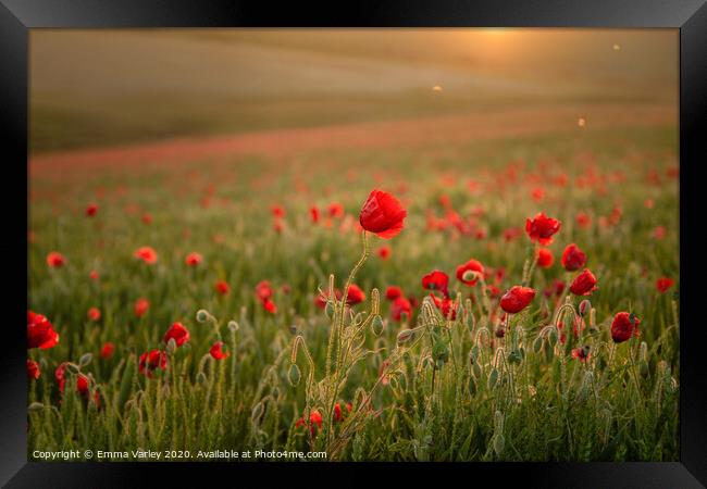 Poppies at sunset Framed Print by Emma Varley