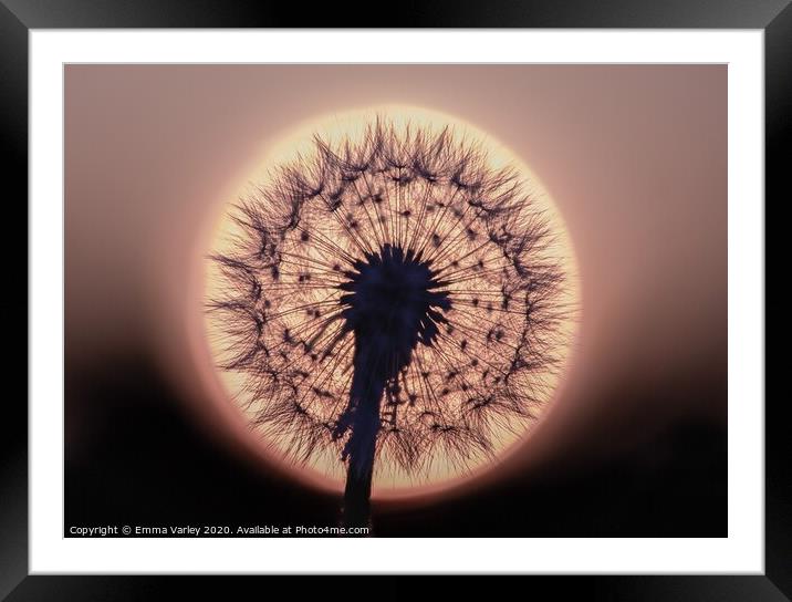 dandelion sunset Framed Mounted Print by Emma Varley