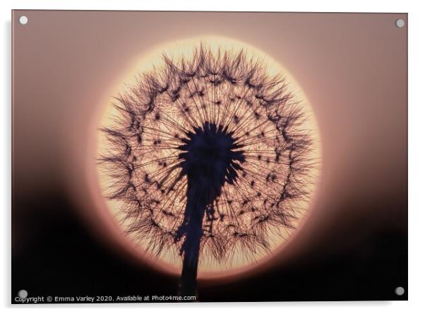 dandelion sunset Acrylic by Emma Varley