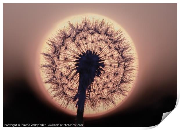 dandelion sunset Print by Emma Varley