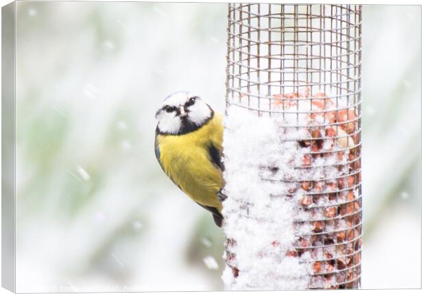 Frozen food Canvas Print by Emma Varley