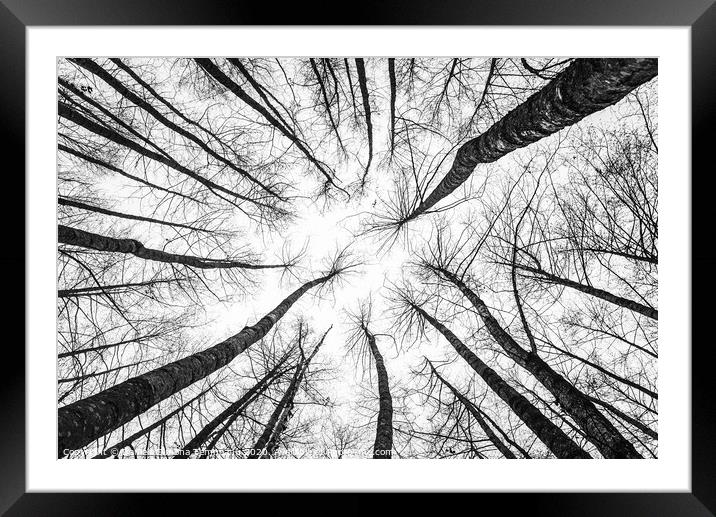 Trees towards sky bottom up view Framed Mounted Print by Daniela Simona Temneanu