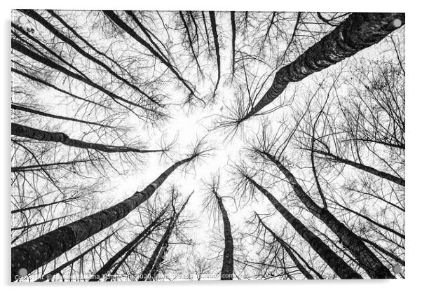 Trees towards sky bottom up view Acrylic by Daniela Simona Temneanu