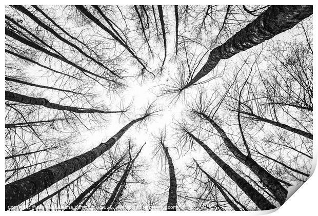 Trees towards sky bottom up view Print by Daniela Simona Temneanu