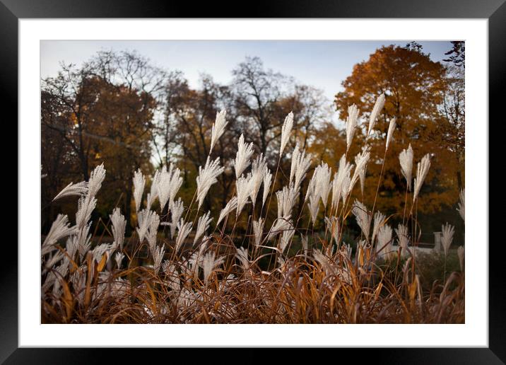Autumn Reeds Framed Mounted Print by Artur Bogacki