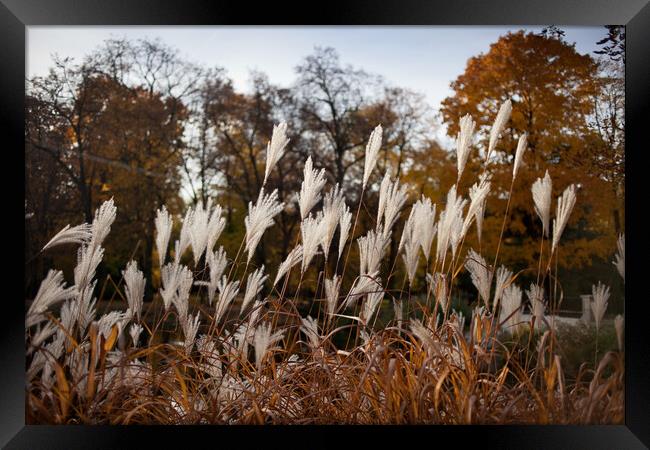 Autumn Reeds Framed Print by Artur Bogacki