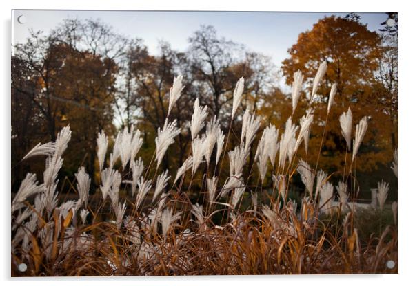 Autumn Reeds Acrylic by Artur Bogacki