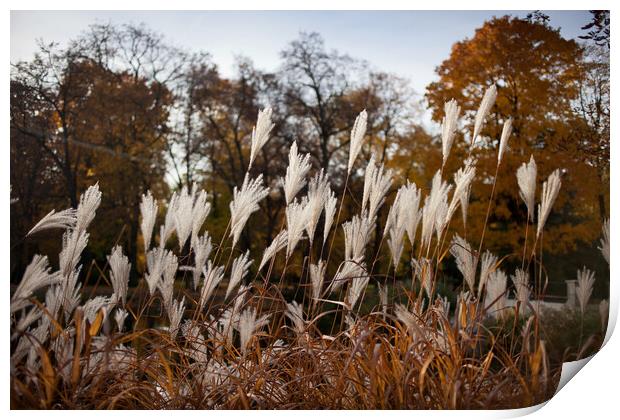 Autumn Reeds Print by Artur Bogacki