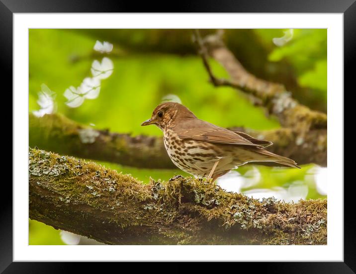 Song Thrush Framed Mounted Print by Owen Seymour