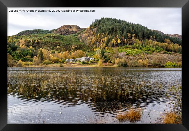 Loch Chon reeds Framed Print by Angus McComiskey