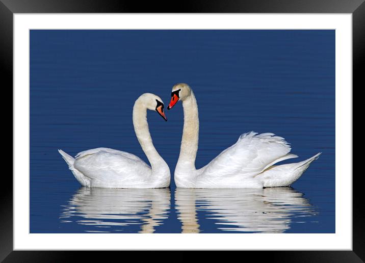 Mute Swan Pair Framed Mounted Print by Arterra 
