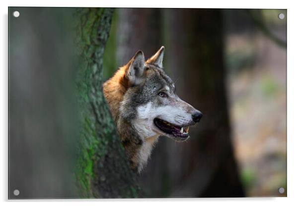 Wolf in Forest Acrylic by Arterra 