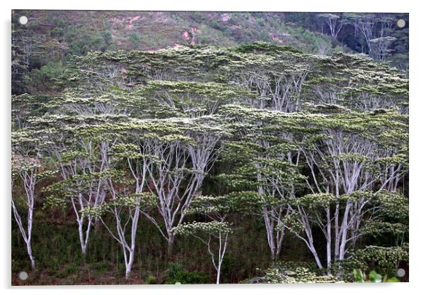ASIA EAST TIMOR TIMOR LESTE FOREST LANDSCAPE Acrylic by urs flueeler