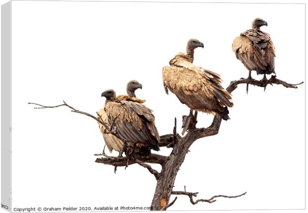 White Backed Vultures Canvas Print by Graham Fielder
