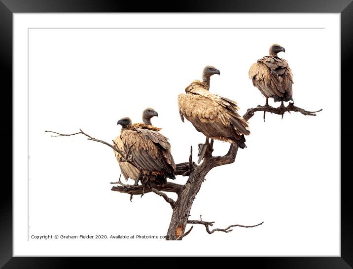 White Backed Vultures Framed Mounted Print by Graham Fielder