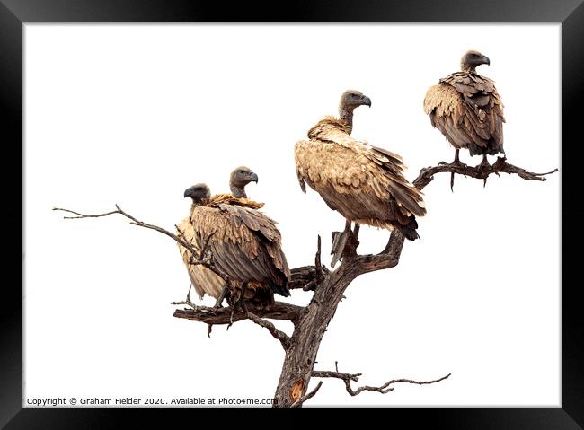 White Backed Vultures Framed Print by Graham Fielder