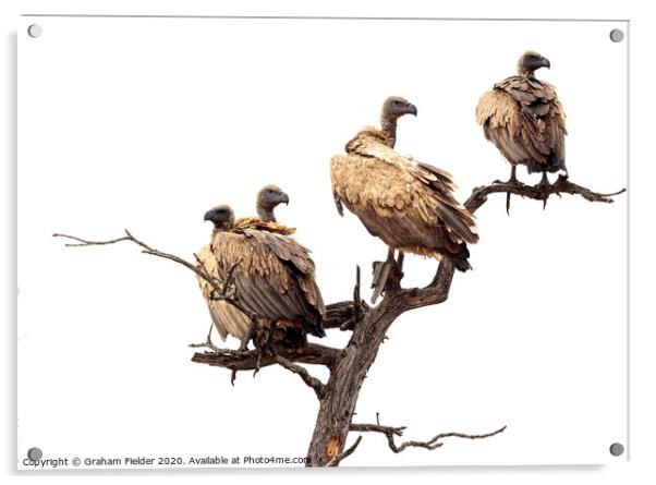 White Backed Vultures Acrylic by Graham Fielder
