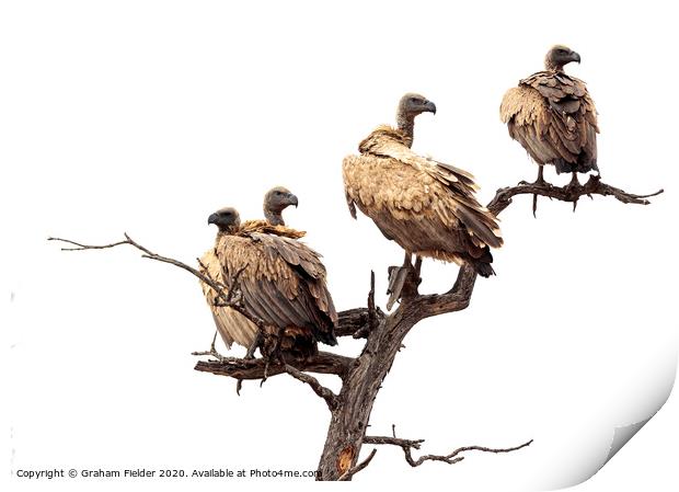 White Backed Vultures Print by Graham Fielder
