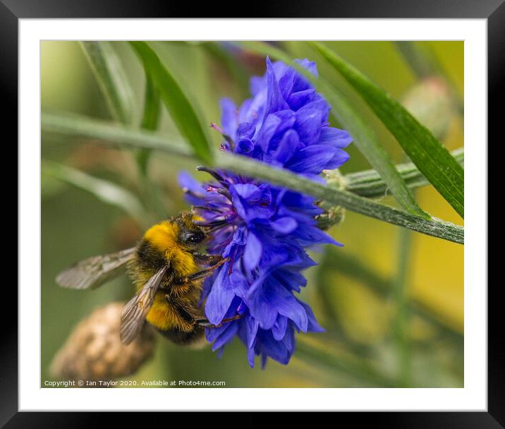 Bumblebee on a Cornflower. Framed Mounted Print by Ian Taylor