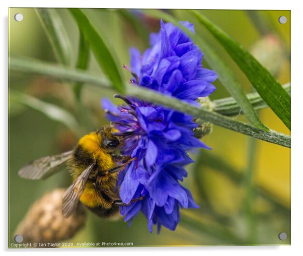 Bumblebee on a Cornflower. Acrylic by Ian Taylor