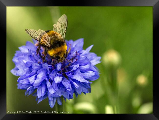 Bumblebee on a Cornflower. Framed Print by Ian Taylor