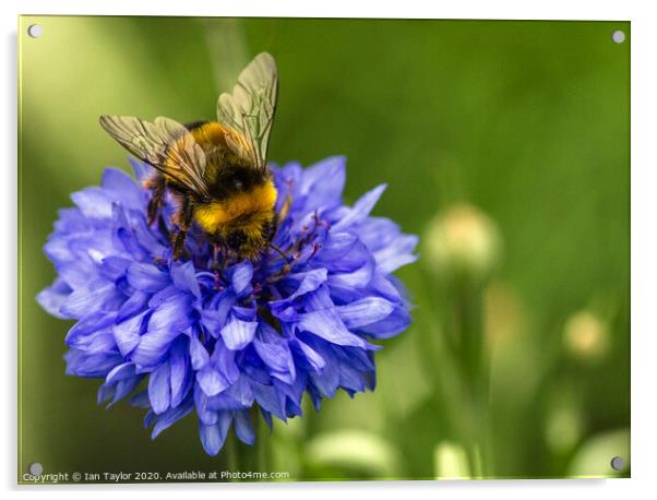 Bumblebee on a Cornflower. Acrylic by Ian Taylor