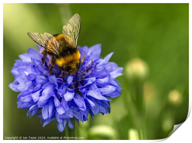 Bumblebee on a Cornflower. Print by Ian Taylor