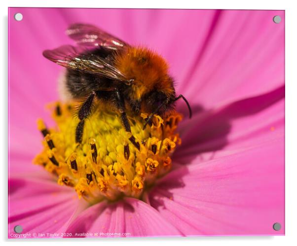 Bumblebee on a Cosmos flowerhead. Acrylic by Ian Taylor