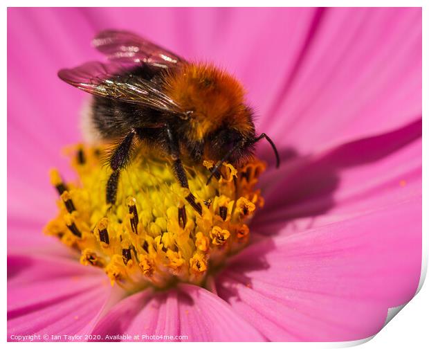 Bumblebee on a Cosmos flowerhead. Print by Ian Taylor