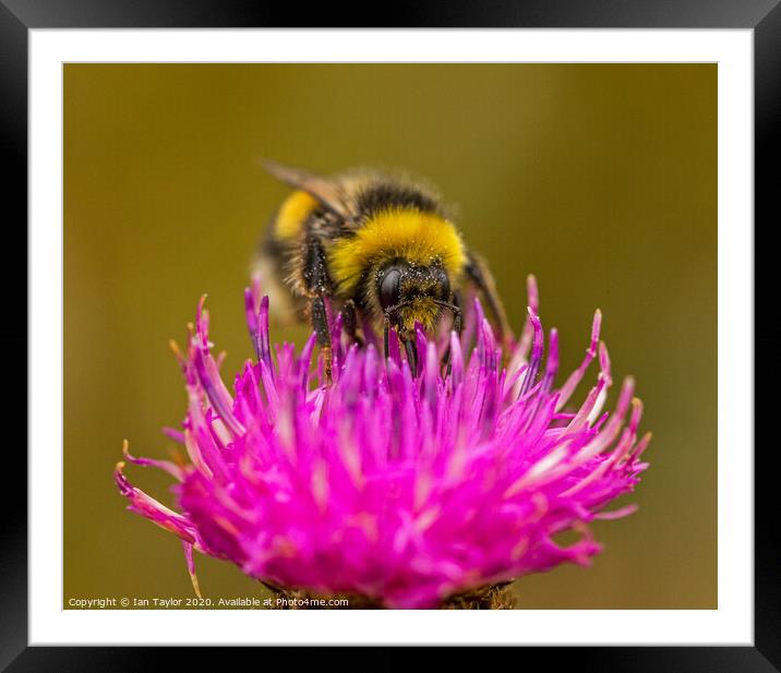 Bumblebee on a Thistle flowerhead. Framed Mounted Print by Ian Taylor