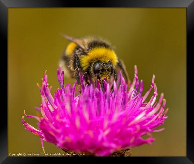Bumblebee on a Thistle flowerhead. Framed Print by Ian Taylor