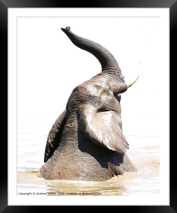 Elephant Swimming Framed Mounted Print by Graham Fielder