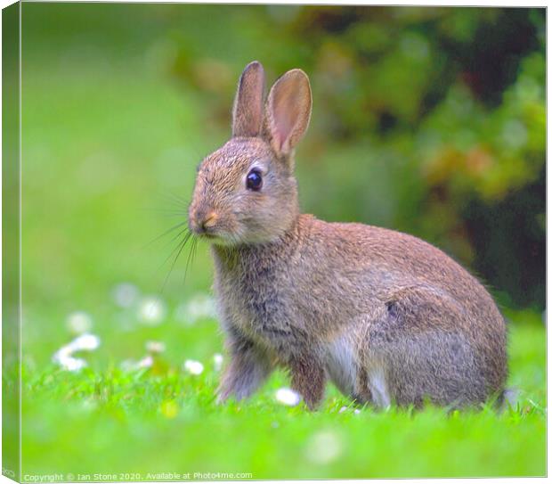 Wild young rabbit  Canvas Print by Ian Stone