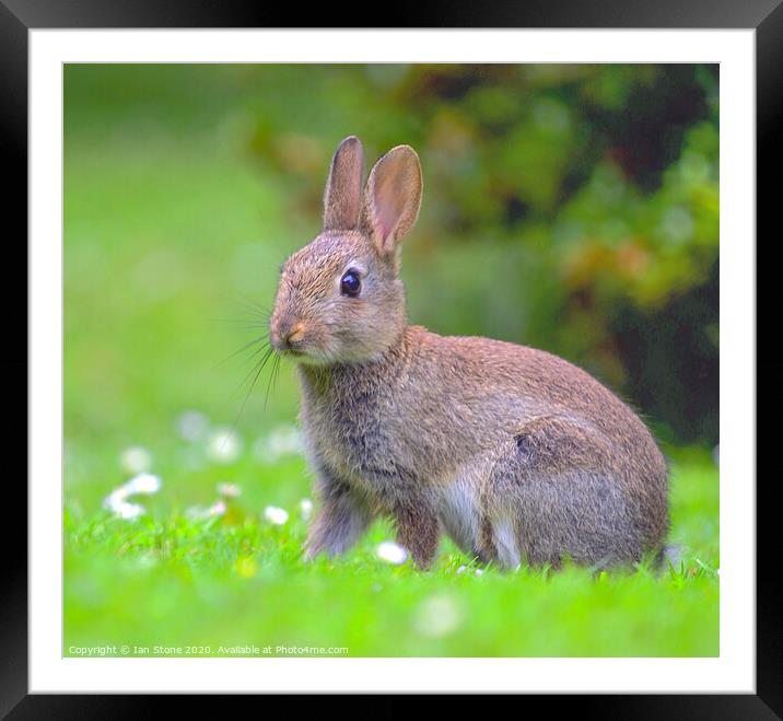 Wild young rabbit  Framed Mounted Print by Ian Stone