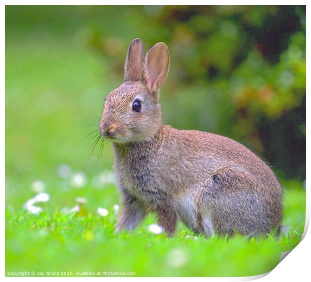 Wild young rabbit  Print by Ian Stone
