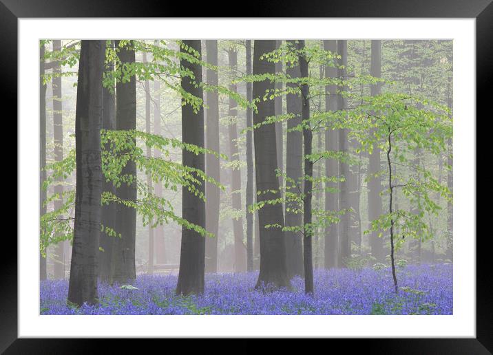 Bluebells in Misty Beech Forest Framed Mounted Print by Arterra 