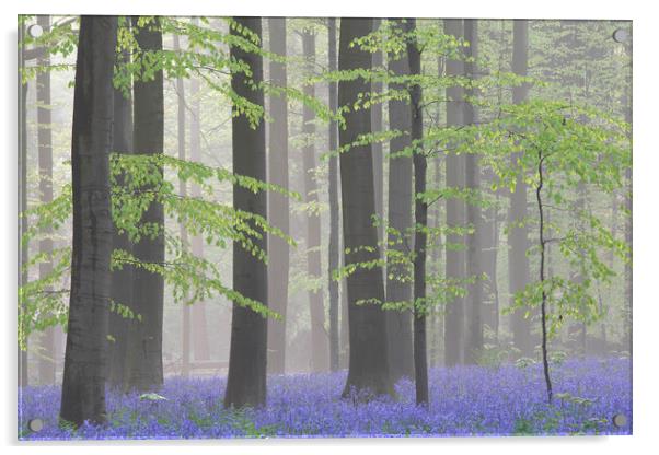 Bluebells in Misty Beech Forest Acrylic by Arterra 
