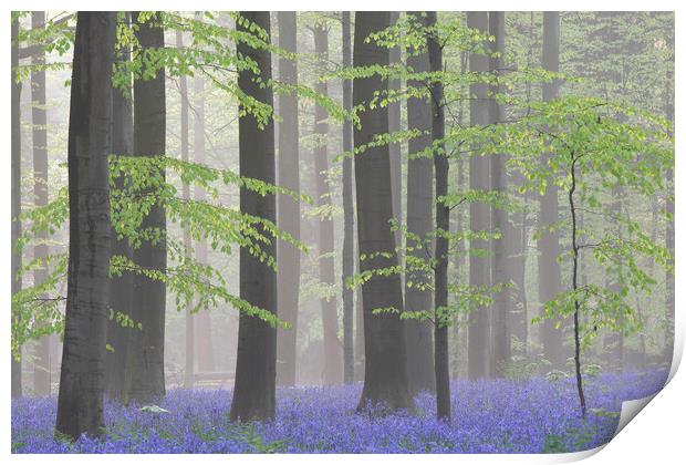 Bluebells in Misty Beech Forest Print by Arterra 