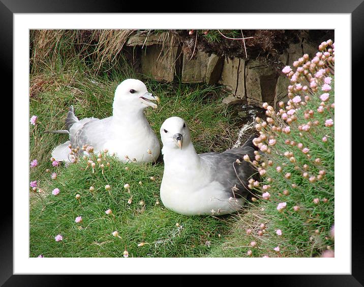 Fulmar Nesting Framed Mounted Print by Moira Campbell