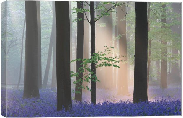 Sunbean in Misty Forest with Bluebells Canvas Print by Arterra 