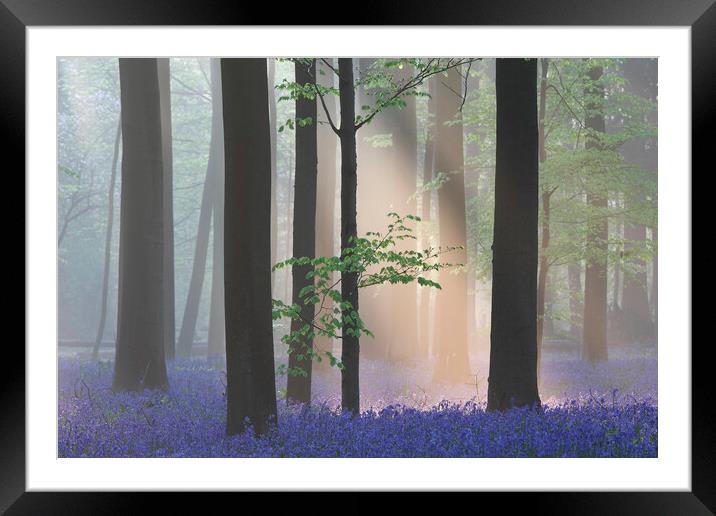 Sunbean in Misty Forest with Bluebells Framed Mounted Print by Arterra 