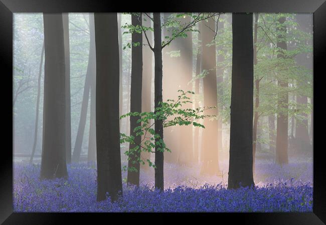Sunbean in Misty Forest with Bluebells Framed Print by Arterra 
