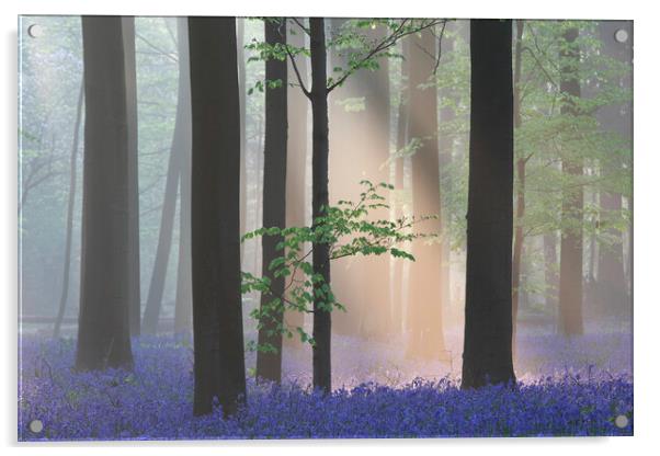 Sunbean in Misty Forest with Bluebells Acrylic by Arterra 