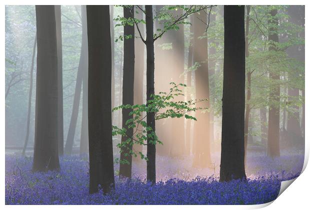 Sunbean in Misty Forest with Bluebells Print by Arterra 
