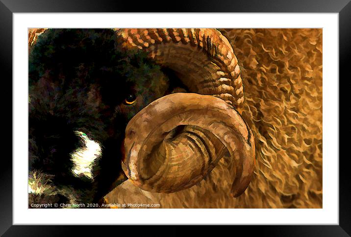 Dales breed Ram Framed Mounted Print by Chris North