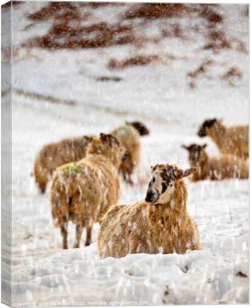 Winter Flock. Canvas Print by Chris North
