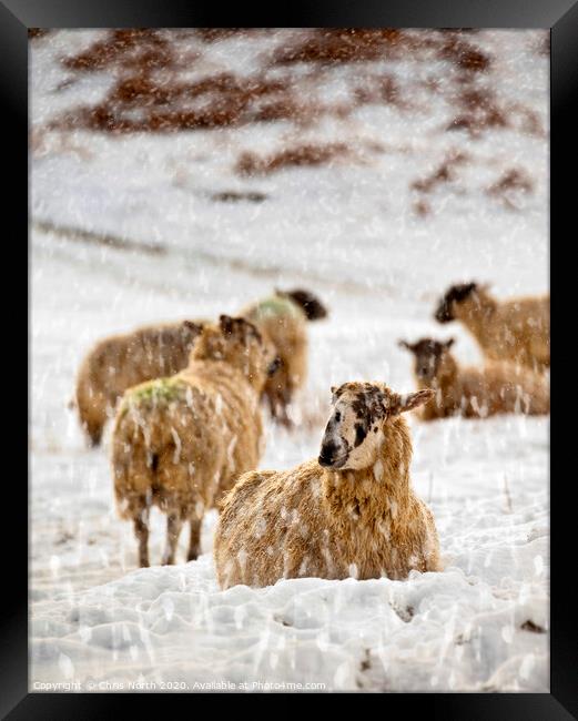 Winter Flock. Framed Print by Chris North